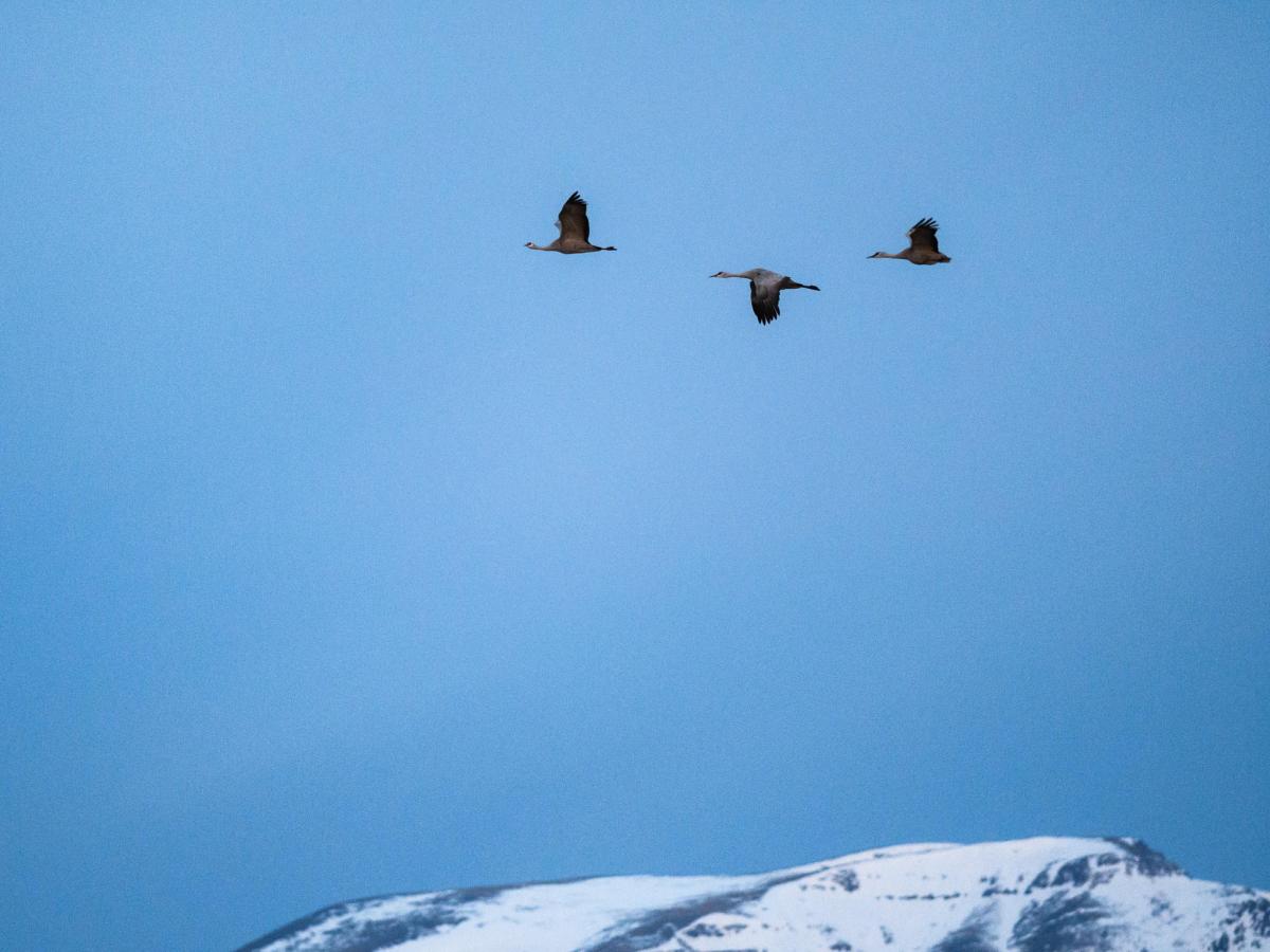 اضغط على الصورة لعرض أكبر. 

الإسم:	Sandhill-Crane-Migration.jpg 
مشاهدات:	15 
الحجم:	88.6 كيلوبايت 
الهوية:	172447