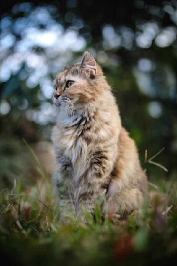 اضغط على الصورة لعرض أكبر. 

الإسم:	bokeh-photo-of-a-cat-600x901.jpg 
مشاهدات:	12 
الحجم:	53.5 كيلوبايت 
الهوية:	173515