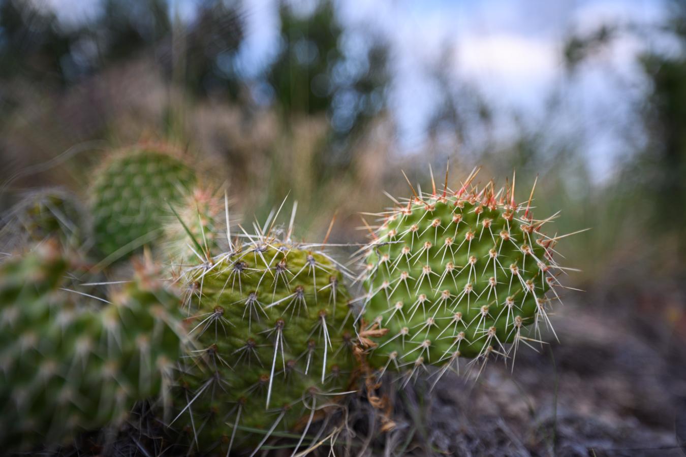 اضغط على الصورة لعرض أكبر. 

الإسم:	Nervous-Bokeh-Nikon-Z-14-24mm-f2.8-S-Lens.jpg 
مشاهدات:	10 
الحجم:	117.1 كيلوبايت 
الهوية:	173579