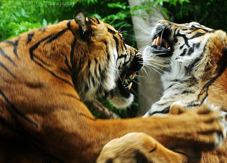 اضغط على الصورة لعرض أكبر. 

الإسم:	Tiger-Fight.jpg 
مشاهدات:	18 
الحجم:	158.3 كيلوبايت 
الهوية:	176257