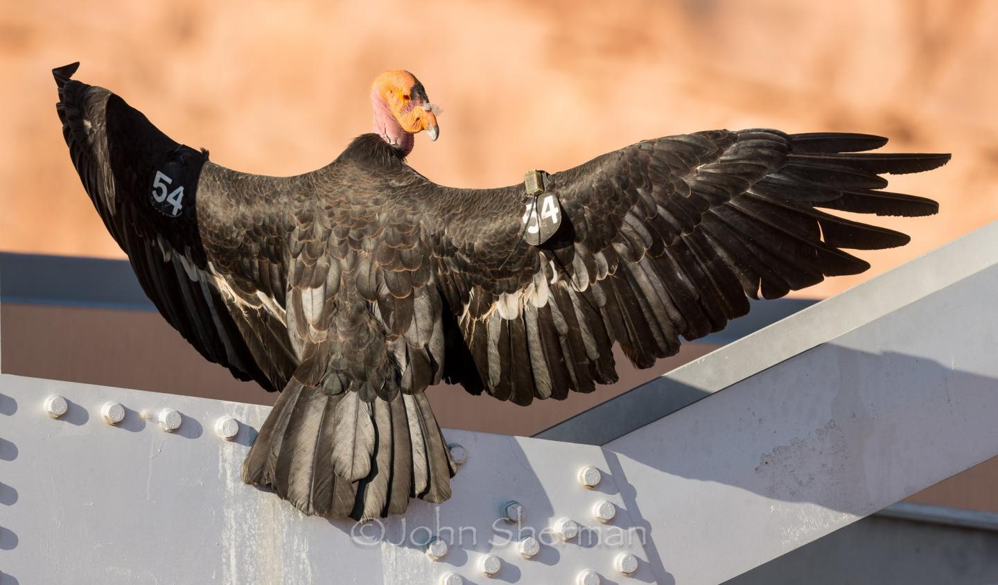 اضغط على الصورة لعرض أكبر.   الإسم:	Verm-Condor354-full.jpg  مشاهدات:	0  الحجم:	124.5 كيلوبايت  الهوية:	176355