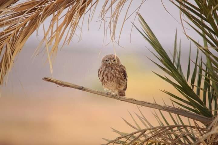 اضغط على الصورة لعرض أكبر. 

الإسم:	FB_IMG_1701254219086.jpg 
مشاهدات:	11 
الحجم:	58.5 كيلوبايت 
الهوية:	179237