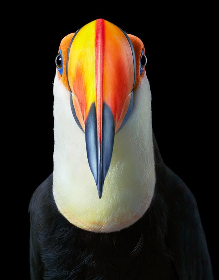 اضغط على الصورة لعرض أكبر. 

الإسم:	Toco-Toucan_Front-On-2000px-470x600@2x.jpg 
مشاهدات:	30 
الحجم:	43.3 كيلوبايت 
الهوية:	188118