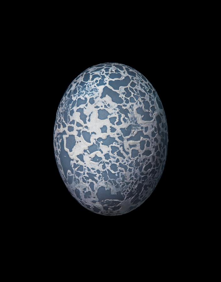 اضغط على الصورة لعرض أكبر. 

الإسم:	Guira_Cuckoo_Egg-2000px-72dpi-470x600@2x.jpg 
مشاهدات:	30 
الحجم:	44.9 كيلوبايت 
الهوية:	188120