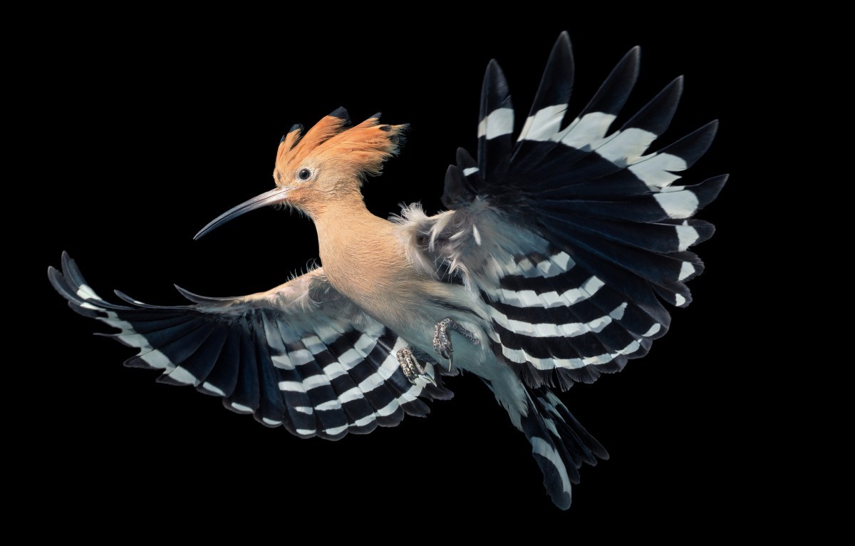 اضغط على الصورة لعرض أكبر. 

الإسم:	Europea-Hoopoe-Flying-2000px-72dpi-600x383@2x.jpg 
مشاهدات:	30 
الحجم:	97.1 كيلوبايت 
الهوية:	188122