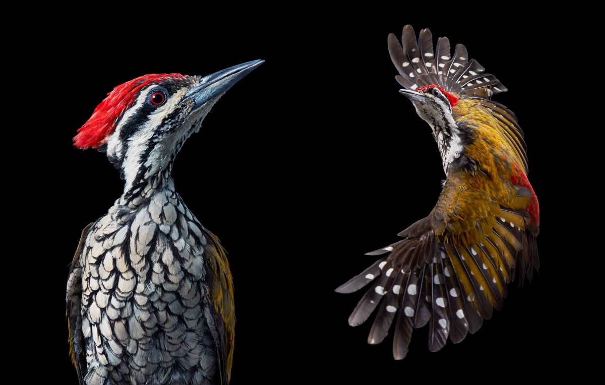 اضغط على الصورة لعرض أكبر. 

الإسم:	Common-Flameback-Woodpecker-2000px-72dpi-600x382@2x.jpg 
مشاهدات:	30 
الحجم:	138.3 كيلوبايت 
الهوية:	188126