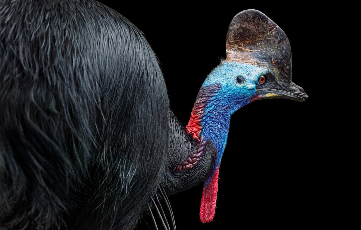 اضغط على الصورة لعرض أكبر. 

الإسم:	Cassowary-walking-2000px-72dpi-600x383@2x.jpg 
مشاهدات:	29 
الحجم:	173.1 كيلوبايت 
الهوية:	188128