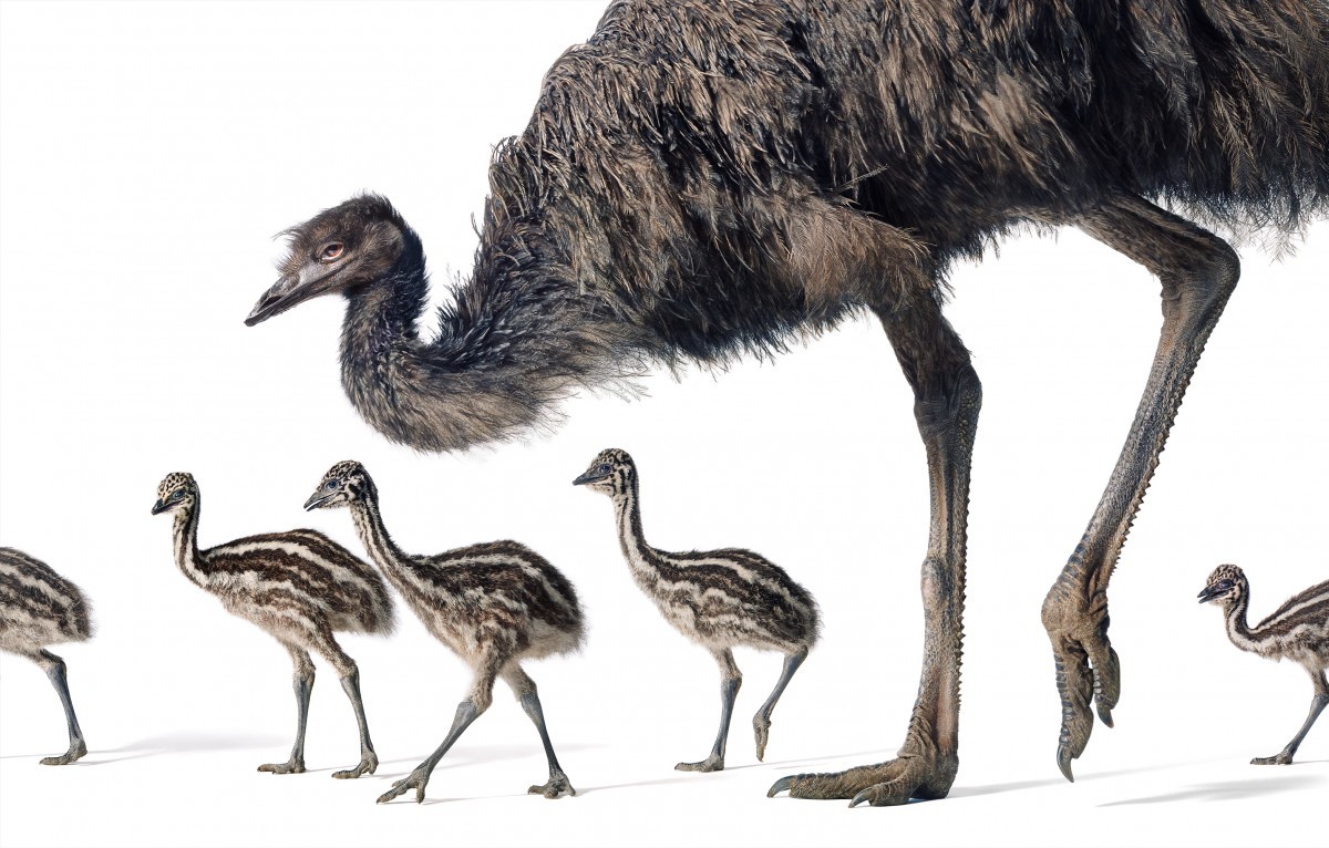 اضغط على الصورة لعرض أكبر. 

الإسم:	Emu-Cock-With-Chicks-2000px-72dpi-600x383@2x.jpg 
مشاهدات:	30 
الحجم:	212.7 كيلوبايت 
الهوية:	188136