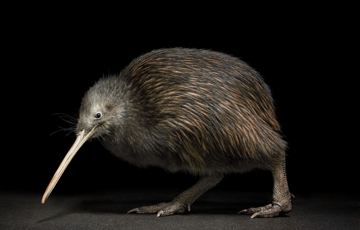 اضغط على الصورة لعرض أكبر. 

الإسم:	North_Island_brown_Kiwi-2000px-72dpi-600x383@2x.jpg 
مشاهدات:	30 
الحجم:	167.7 كيلوبايت 
الهوية:	188138