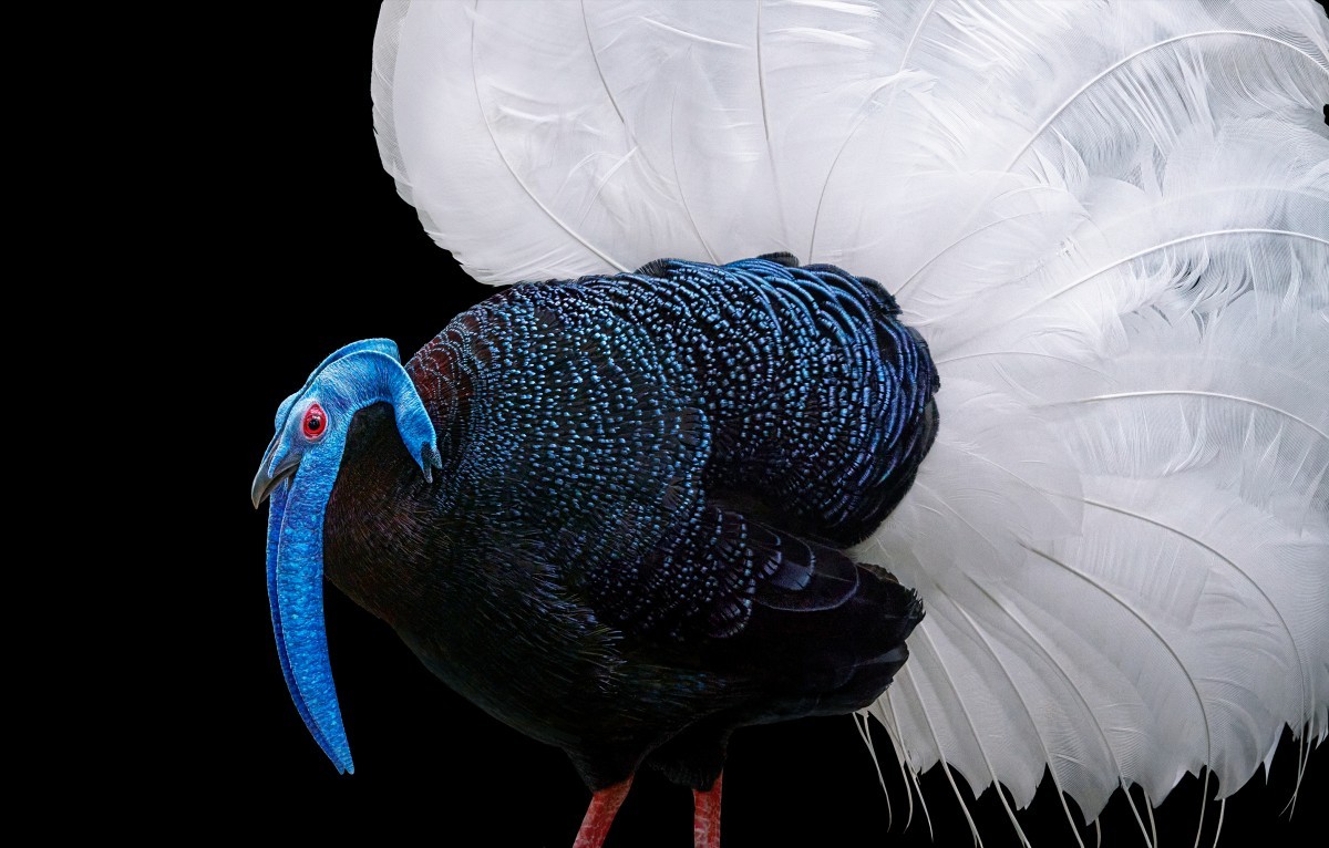 اضغط على الصورة لعرض أكبر. 

الإسم:	Bulwers-Pheasant-2000px-72dpi-600x383@2x.jpg 
مشاهدات:	30 
الحجم:	187.3 كيلوبايت 
الهوية:	188140