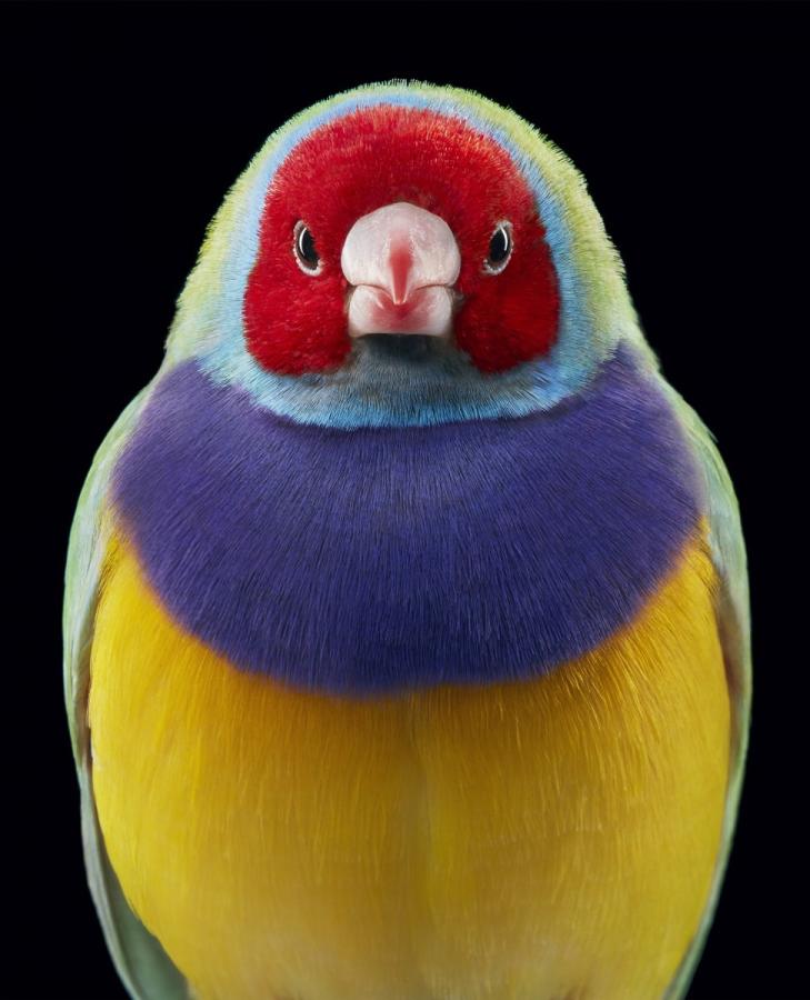 اضغط على الصورة لعرض أكبر. 

الإسم:	Gouldian-Finch-2000px-486x600@2x.jpg 
مشاهدات:	26 
الحجم:	62.7 كيلوبايت 
الهوية:	188236