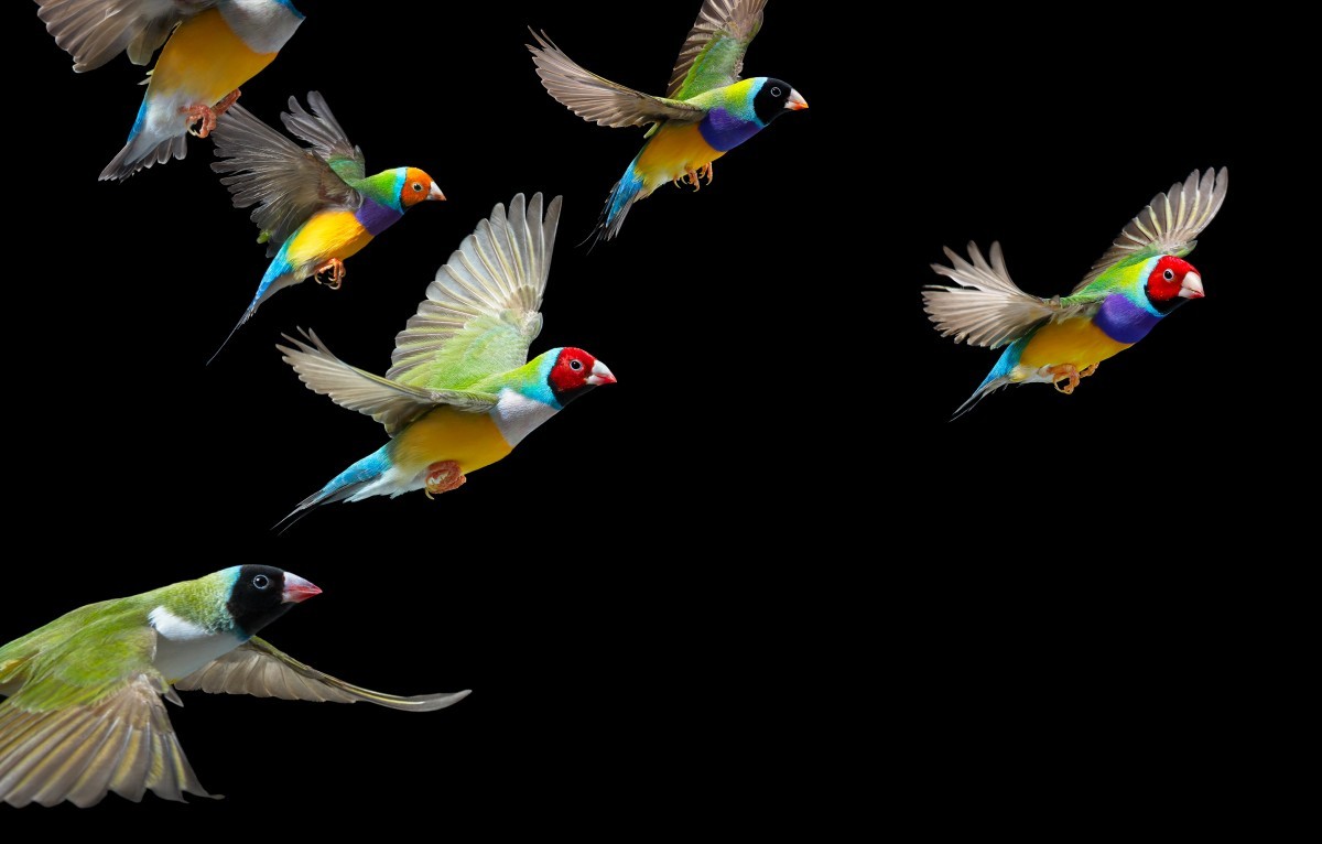 اضغط على الصورة لعرض أكبر. 

الإسم:	Gouldian-Finch_Flying-2000px-72dpi-600x383@2x.jpg 
مشاهدات:	27 
الحجم:	90.3 كيلوبايت 
الهوية:	188238