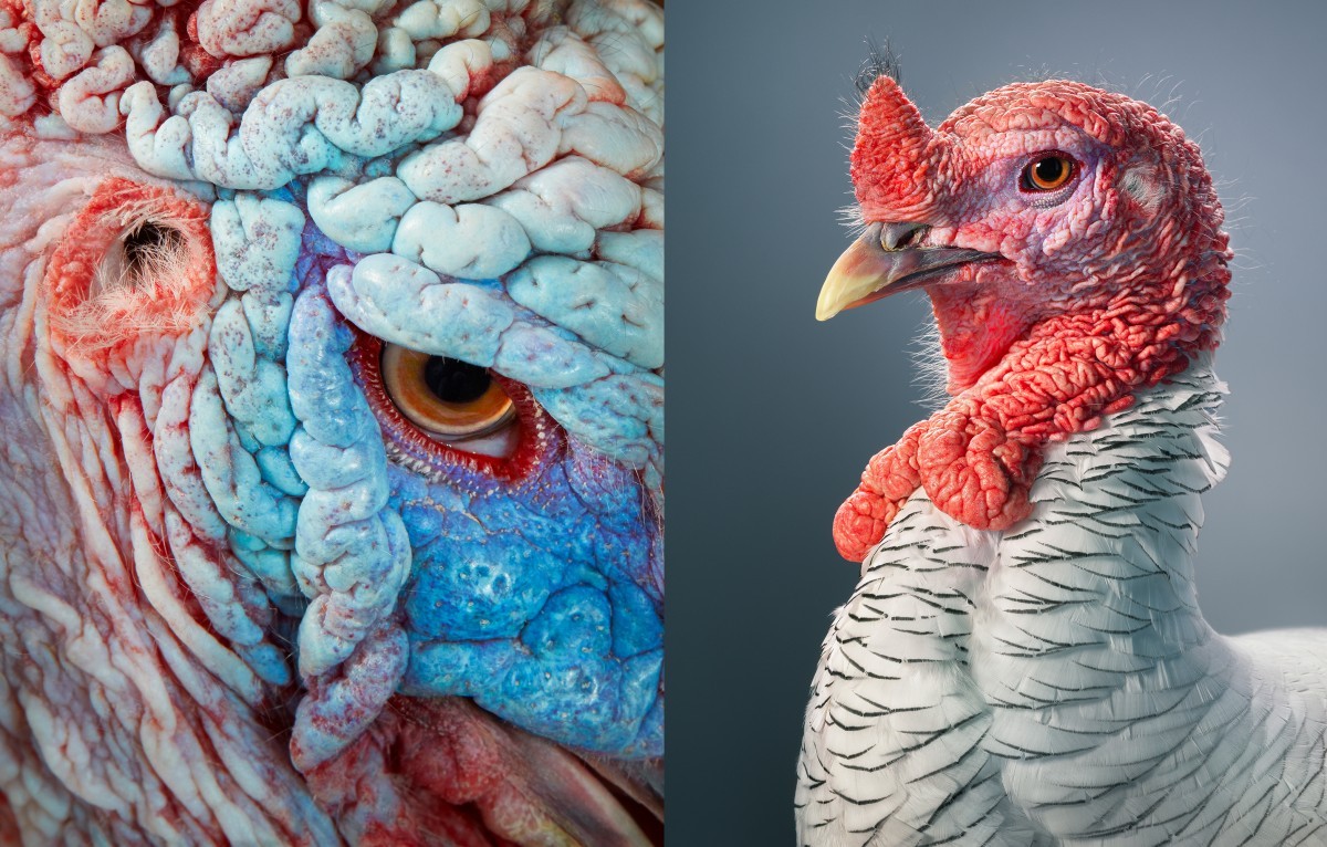 اضغط على الصورة لعرض أكبر. 

الإسم:	Pied-Turkey_Abstract-and-portrait-2000px-72dpi-600x383@2x.jpg 
مشاهدات:	25 
الحجم:	274.0 كيلوبايت 
الهوية:	188259