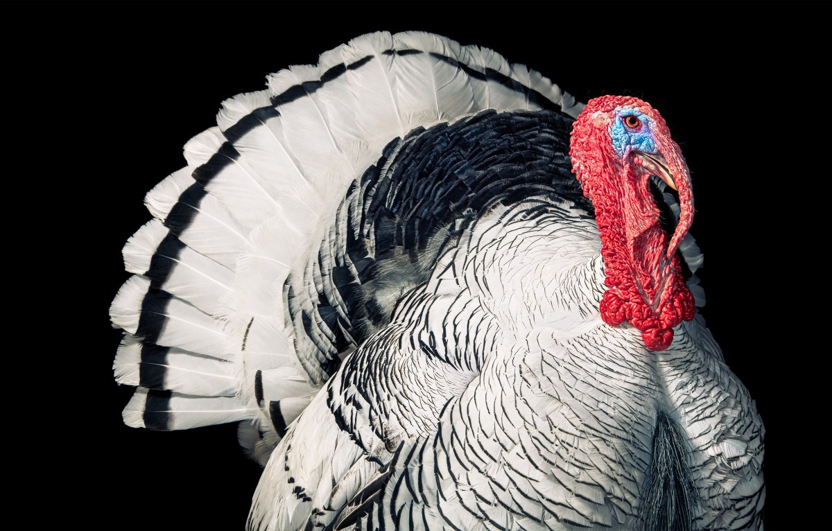 اضغط على الصورة لعرض أكبر. 

الإسم:	Pied-Turkey_DPS-2000px-72dpi-600x383@2x.jpg 
مشاهدات:	25 
الحجم:	233.8 كيلوبايت 
الهوية:	188261