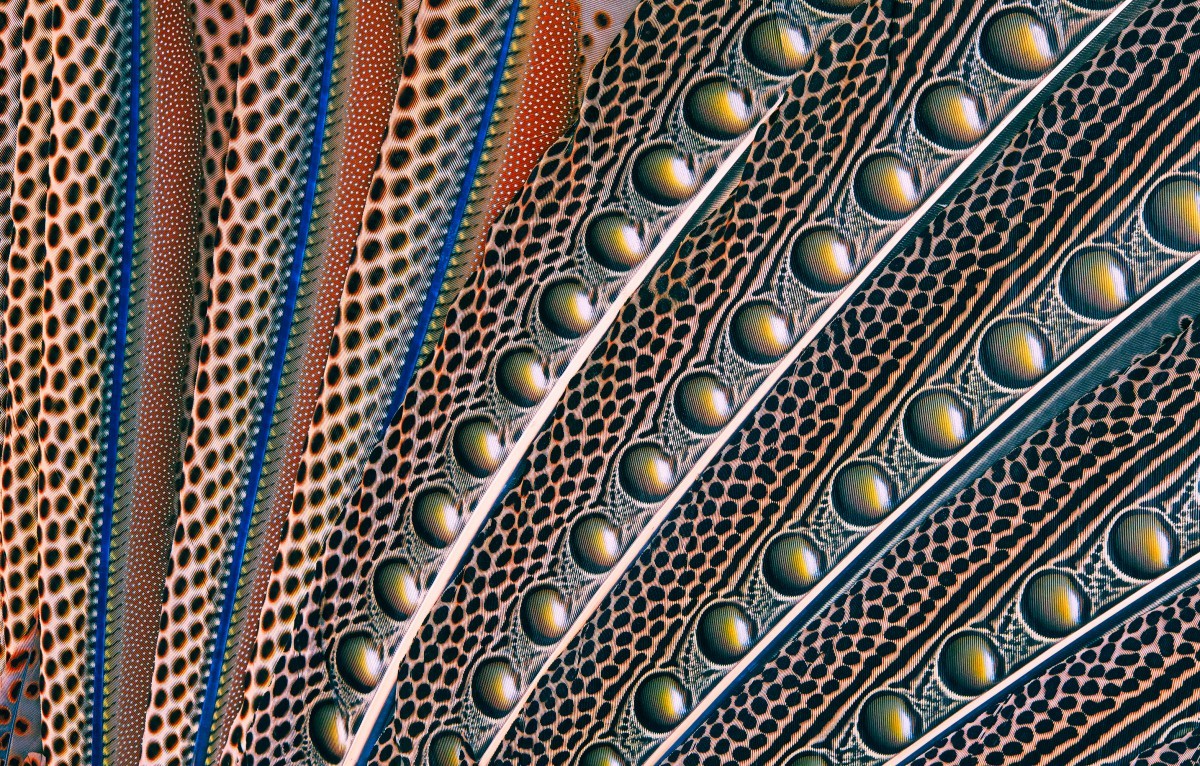 اضغط على الصورة لعرض أكبر. 

الإسم:	Argus-Pheasant-Adstract-600x383@2x.jpg 
مشاهدات:	13 
الحجم:	570.3 كيلوبايت 
الهوية:	188270