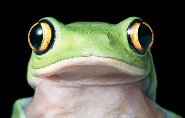 اضغط على الصورة لعرض أكبر. 

الإسم:	Yellow-Eye-Tree-Frog-3-600x383.jpg 
مشاهدات:	19 
الحجم:	39.8 كيلوبايت 
الهوية:	188437