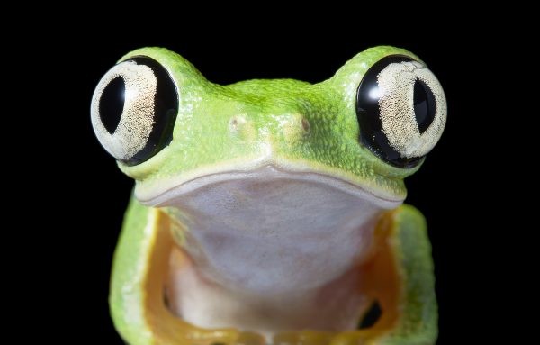 اضغط على الصورة لعرض أكبر. 

الإسم:	Lemur-Leaf-Frog-3-600x383.jpg 
مشاهدات:	19 
الحجم:	33.7 كيلوبايت 
الهوية:	188439