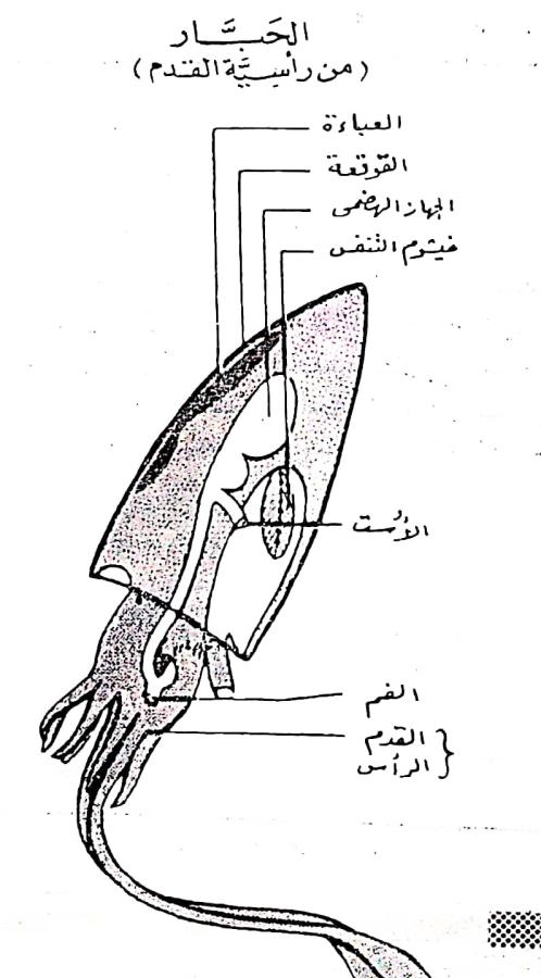 اضغط على الصورة لعرض أكبر. 

الإسم:	مستند جديد ٢٩-٠٢-٢٠٢٤ ١٨.٤٨_1(3).jpg 
مشاهدات:	9 
الحجم:	54.2 كيلوبايت 
الهوية:	193518