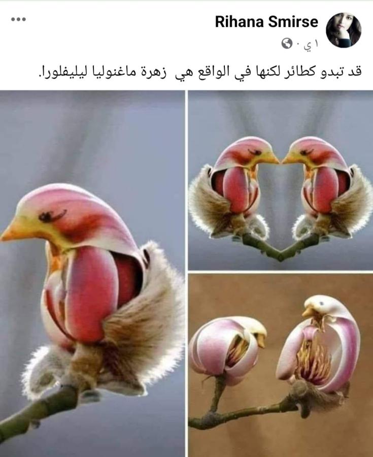 اضغط على الصورة لعرض أكبر. 

الإسم:	Screenshot_٢٠٢٤٠٣١٤-٢٣٤٢٠٤_Facebook.jpg 
مشاهدات:	10 
الحجم:	61.4 كيلوبايت 
الهوية:	196207