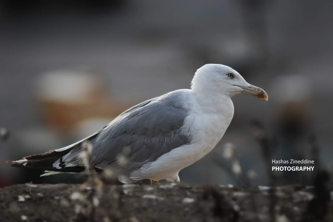 اضغط على الصورة لعرض أكبر. 

الإسم:	FB_IMG_1711196488917.jpg 
مشاهدات:	12 
الحجم:	55.7 كيلوبايت 
الهوية:	197951