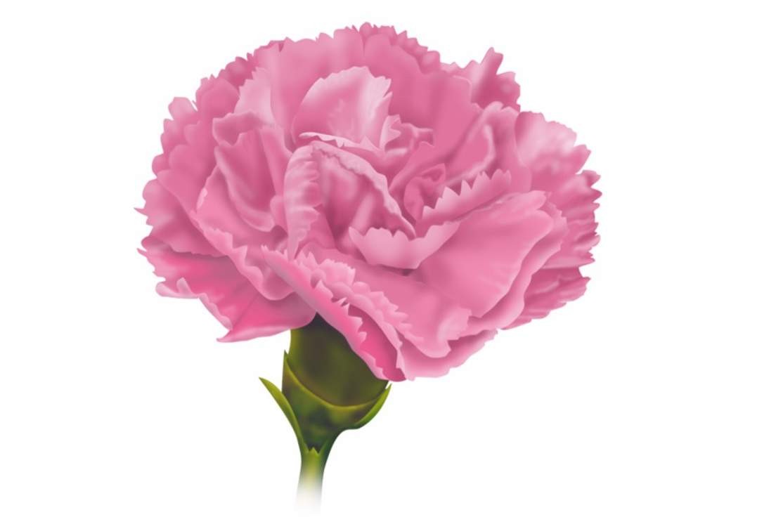 اضغط على الصورة لعرض أكبر. 

الإسم:	carnation-2707-662cd773ca034998f51a368514c6b94f@2x.jpg 
مشاهدات:	13 
الحجم:	45.2 كيلوبايت 
الهوية:	213964