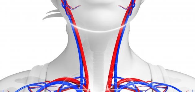 اضغط على الصورة لعرض أكبر. 

الإسم:	ما_هو_حبل_الوريد.jpg 
مشاهدات:	5 
الحجم:	29.2 كيلوبايت 
الهوية:	221069